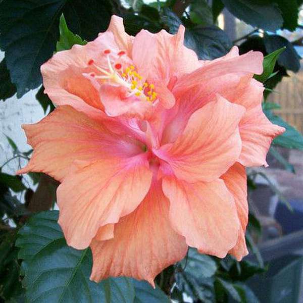 Hibiscus Peach Double - 10" Grow bag