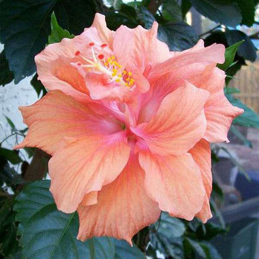 Hibiscus Peach Double - 10" Grow bag