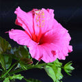 Hibiscus Pink - 10" Grow bag