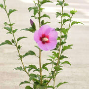 Hibiscus Purple - 10" Grow bag