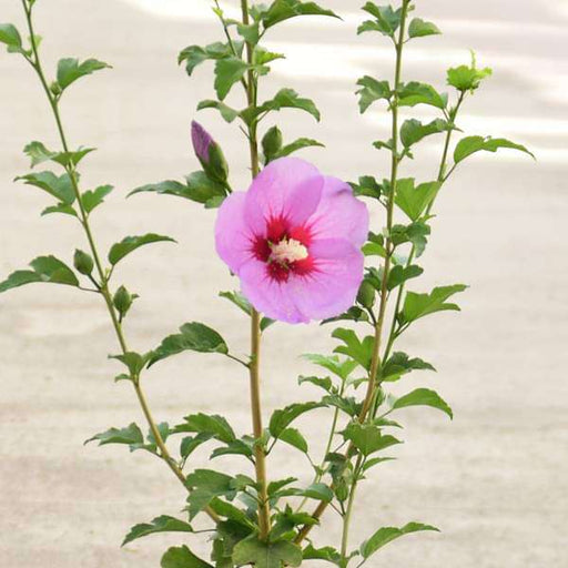 Hibiscus Purple - 10" Grow bag