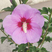 Hibiscus Purple - 10" Grow bag