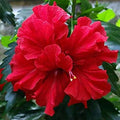 Hibiscus Double Petal Red - 10" Grow bag