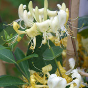 Honeysuckle Mixed - 10" Grow bag