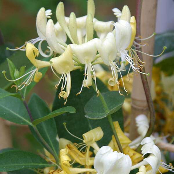 Honeysuckle Mixed - 10" Grow bag