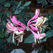 Honeysuckle Mixed - 10" Grow bag