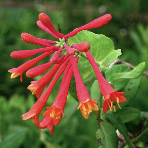 Honeysuckle Mixed - 10" Grow bag
