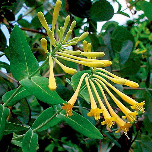 Honeysuckle Mixed - 10" Grow bag