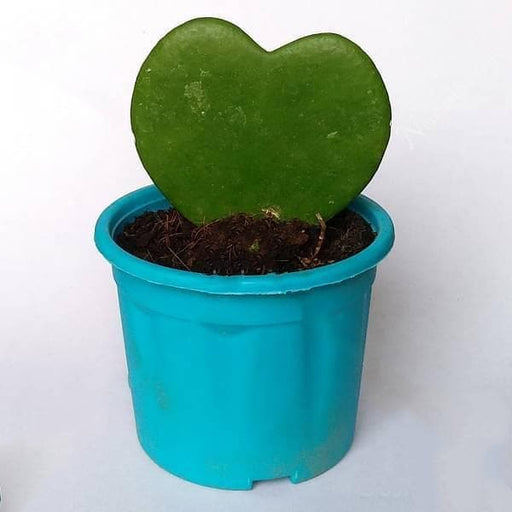 Hoya Kerrii - 3" Pot