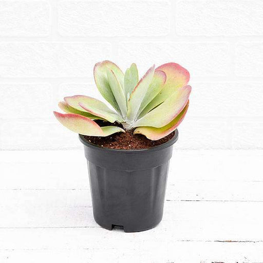 Flapjack - 3" Pot