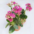 Kalanchoe Pink - 6" Pot