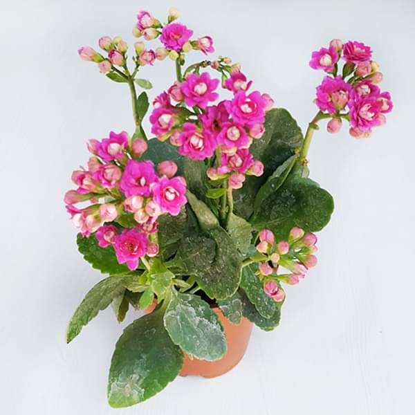 Kalanchoe Pink - 6" Pot
