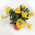 Kalanchoe Yellow - 5" Pot