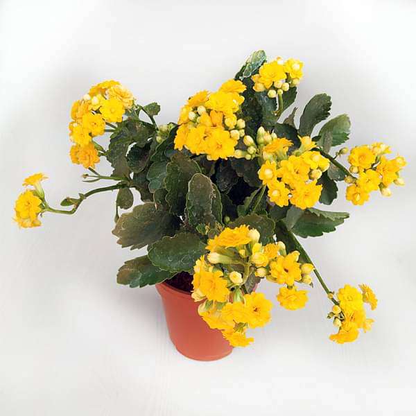 Kalanchoe Yellow - 5" Pot