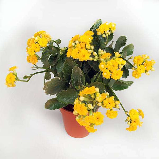 Kalanchoe Yellow - 5" Pot