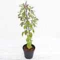 Holy Basil - 5" Pot