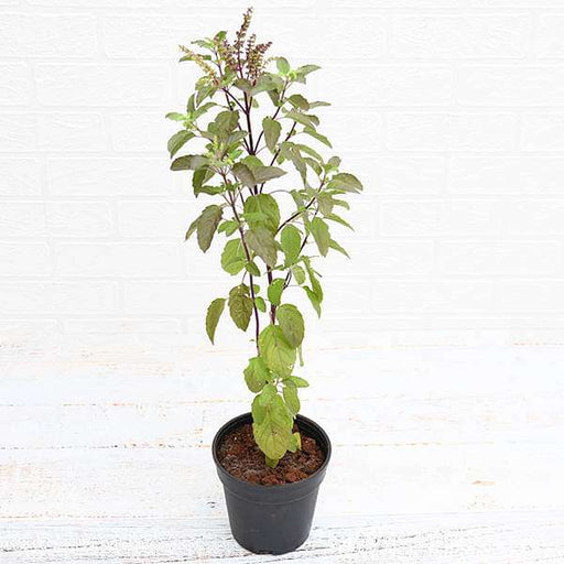 Holy Basil - 5" Pot