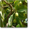 Mahua - 10" Grow bag