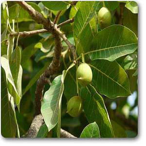 Mahua - 10" Grow bag
