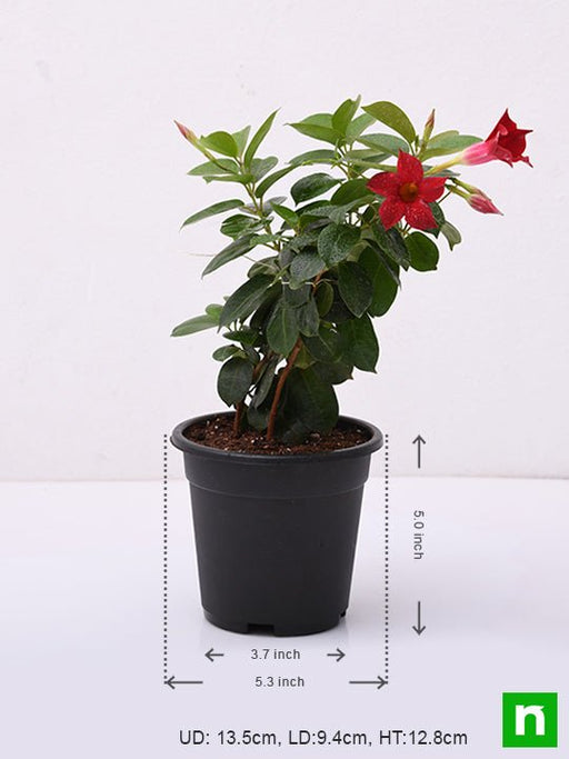 Mandevilla Maroon - 5" Pot