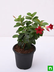 Mandevilla Red - 5" Pot