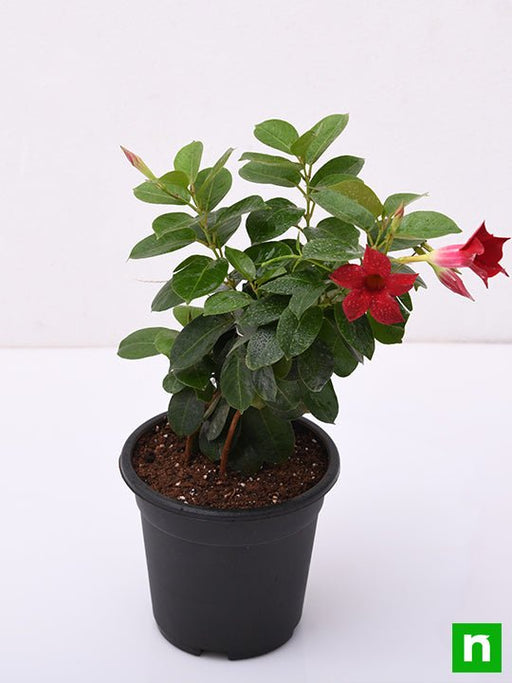 Mandevilla Red - 5" Pot