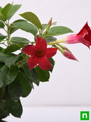 Mandevilla Red - 5" Pot