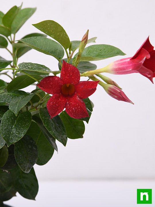 Mandevilla Red - 5" Pot