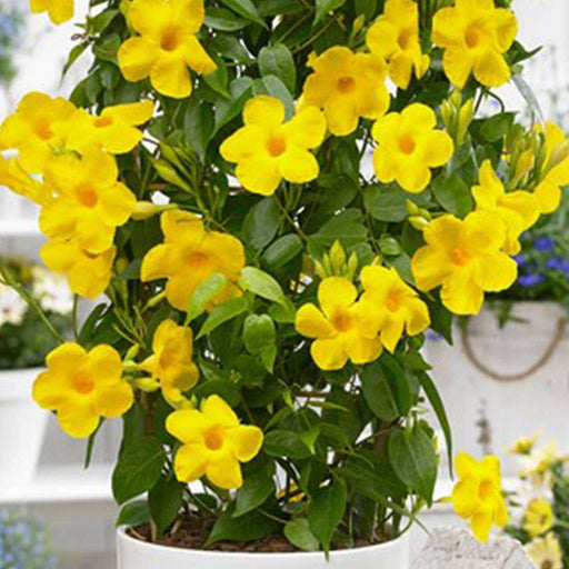 Mandevilla Yellow - 5" Pot