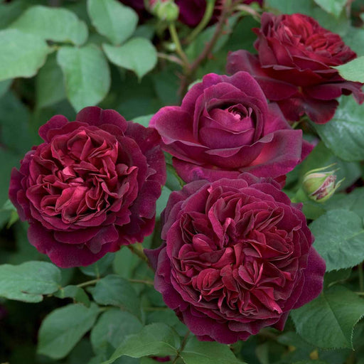 Miniature Rose Maroon - 10" Grow bag