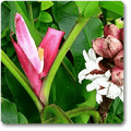 Musa Velutina Red - 10" Grow bag