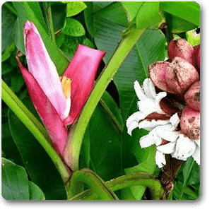 Musa Velutina Red - 10" Grow bag