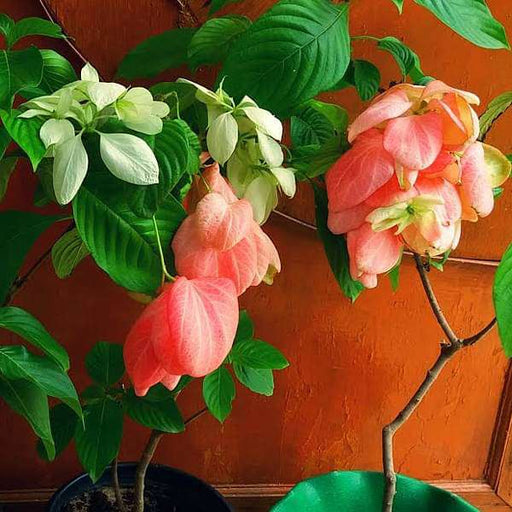 Mussaenda Pink - 10" Grow bag