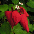 Mussaenda Red - 10" Grow bag