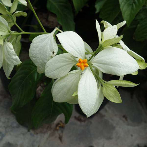 Mussaenda White - 10" Grow bag