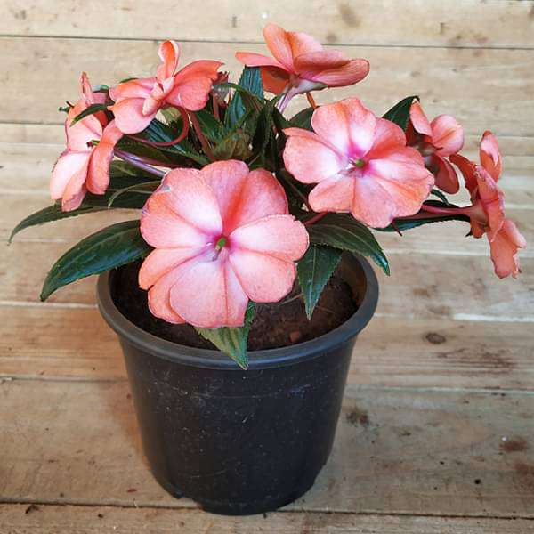 New Guinea Impatiens Mixed - 5" Pot