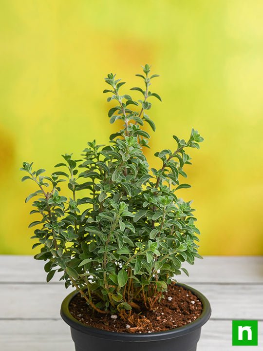 Sweet Marjoram - 5" Pot