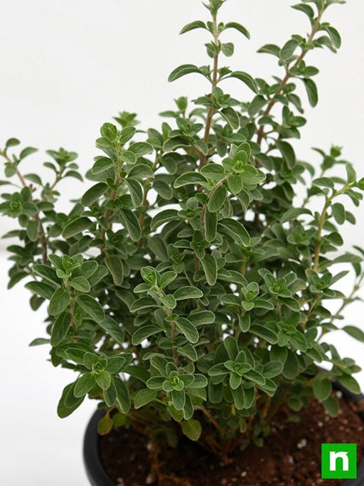 Sweet Marjoram - 10" Grow bag
