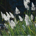 Pampas Grass - 6" Grow bag