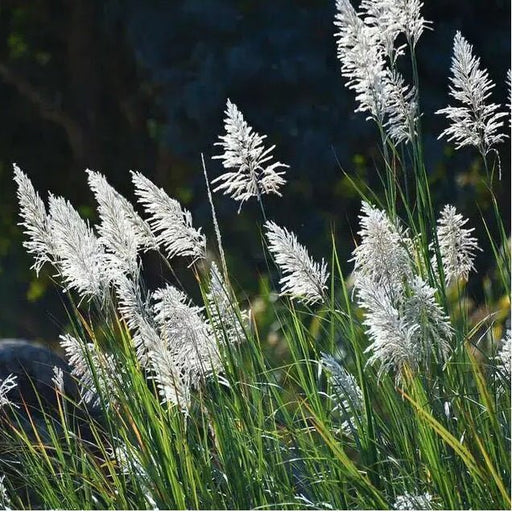 Pampas Grass - 6" Grow bag