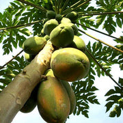 Papaya