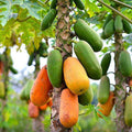Papaya