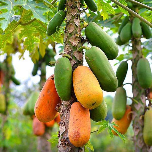 Papaya