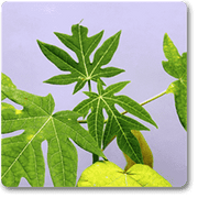 Papaya