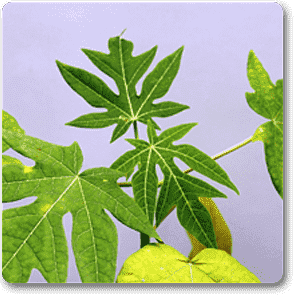 Papaya