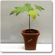 Papaya