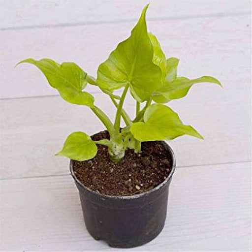 Philodendron Selloum Golden - 4" Pot