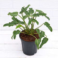 Philodendron xanadu Green Green - 4" Pot