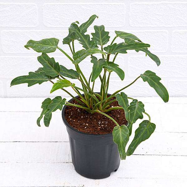 Philodendron xanadu Green Green - 4" Pot