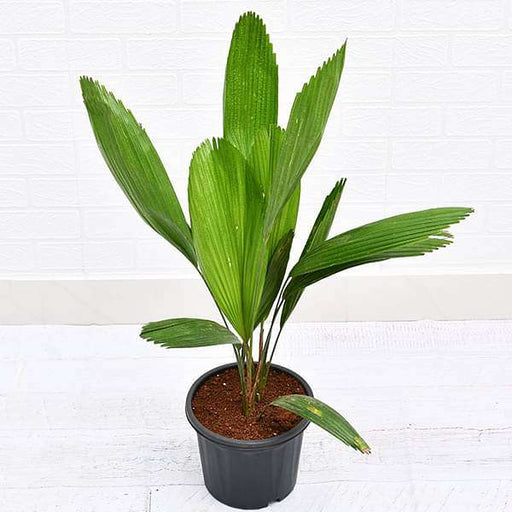 Ruffled Fan Palm - 8" Pot